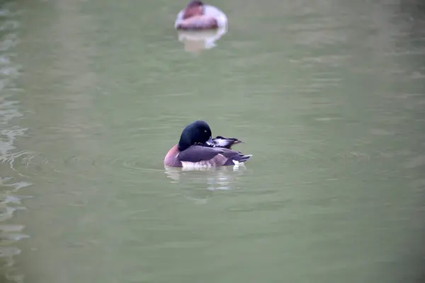 시베리아 Pochard Pochard 배어의 일본에서 시베리아 동박새과 Aythya Baeri — 스톡 사진