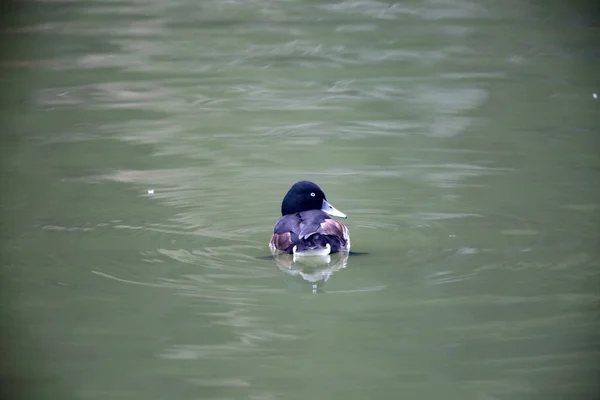 Baer Pochard Oder Sibirischer Pochard Oder Sibirischer White Eye Aythya — Stockfoto