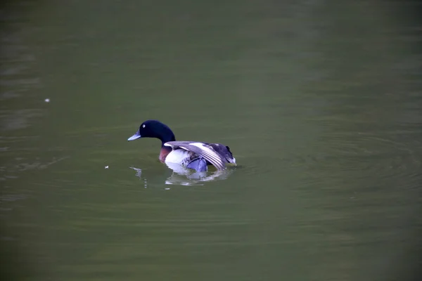 Baer Pochard Oder Sibirischer Pochard Oder Sibirischer White Eye Aythya — Stockfoto