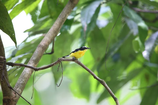 Pstra Flycatcher Ficedula Zanthopygia Mężczyzna Malezji — Zdjęcie stockowe