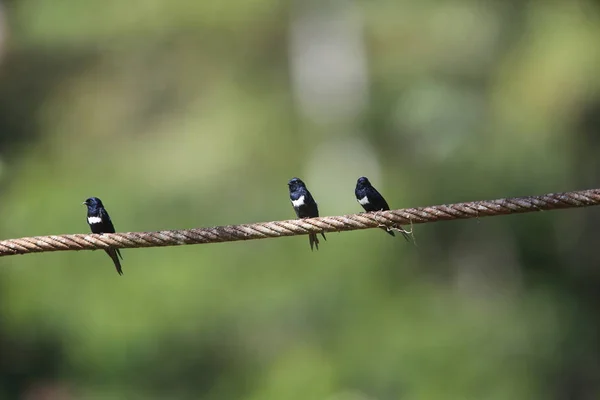 White-banded swallow (Atticora fasciata) in Ecuador, South America