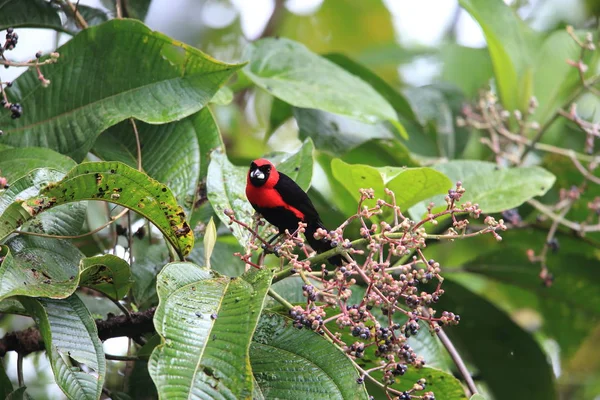 Maskeli Kızıl Tanager Ramphocelus Nigrogularis Ekvador Güney Amerika — Stok fotoğraf