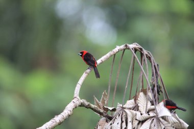 Maskeli Kızıl tanager (Ramphocelus nigrogularis) Ekvador, Güney Amerika