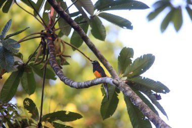 Amazon Ak kuyruklu trogon (Trogon chionurus vividis) Ekvador, Güney Amerika