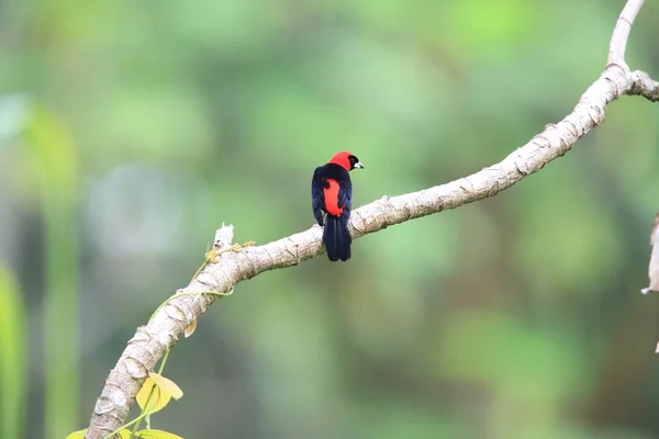Maskeli Kızıl Tanager Ramphocelus Nigrogularis Ekvador Güney Amerika — Stok fotoğraf