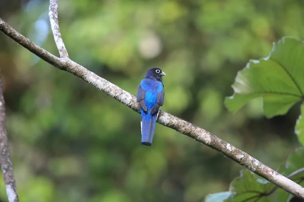 Amazońskie Bielik Trogon Trogon Chionurus Vividis Ekwadorze Ameryka Południowa — Zdjęcie stockowe