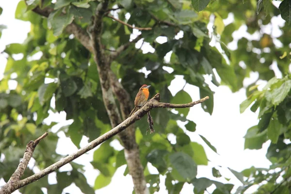 Scarlet Gekroond Baardvogel Capito Aurovirens Ecuador — Stockfoto