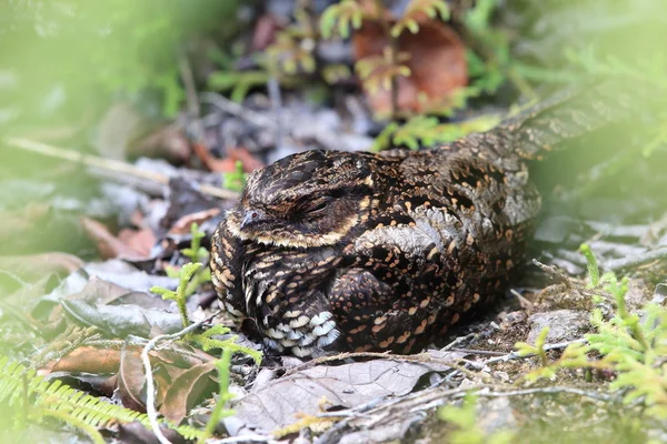 Sataniska Nattskärra Eller Heinrich Nattskärra Eurostopodus Diabolicus Lore Lindu National — Stockfoto