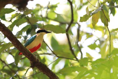 Japonya'da peri pidesi (Pitta nympha)
