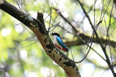 Japonya'da peri pidesi (Pitta nympha)