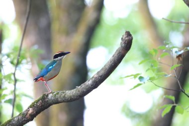 Japonya'da peri pidesi (Pitta nympha)