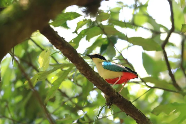 Pitta Hadas Pitta Nympha Japón — Foto de Stock