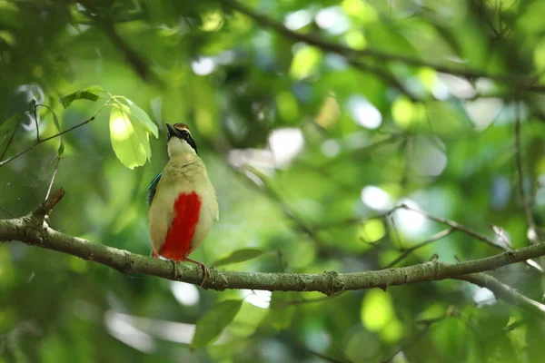 Fairy Pitta Pitta Nympha Japonii — Zdjęcie stockowe