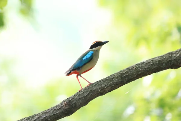 Pitta Nympha Fairy Pitta Japan — Stockfoto