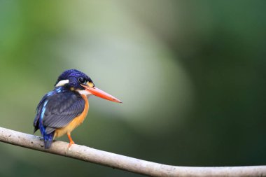 Moluccan Cüce-kingfisher veya değişken cüce kingfisher (Ceyx lepidus) Halmahera Adası, Endonezya