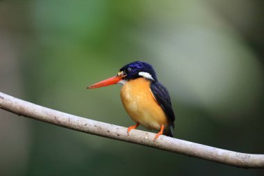 Moluccan Cüce-kingfisher veya değişken cüce kingfisher (Ceyx lepidus) Halmahera Adası, Endonezya