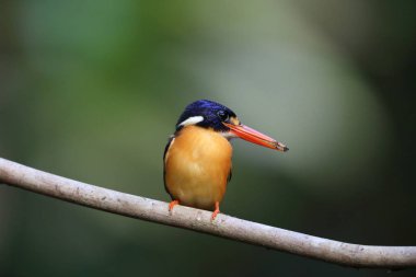 Moluccan Cüce-kingfisher veya değişken cüce kingfisher (Ceyx lepidus) Halmahera Adası, Endonezya
