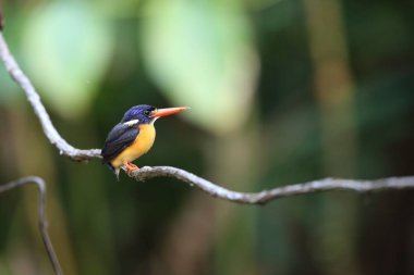 Moluccan Cüce-kingfisher veya değişken cüce kingfisher (Ceyx lepidus) Halmahera Adası, Endonezya