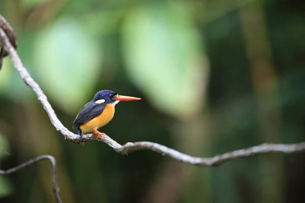 Moluccan Dwarf Kingfisher Variable Dwarf Kingfisher Ceyx Lepidus Halmahera Island — Stock Photo, Image