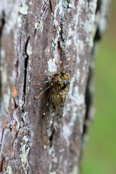 Japonya Euterpnoia Chibensis Cicada — Stok fotoğraf