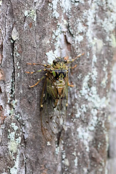 Euterpnosia Chibensis Cicada Japan — Stock Photo, Image