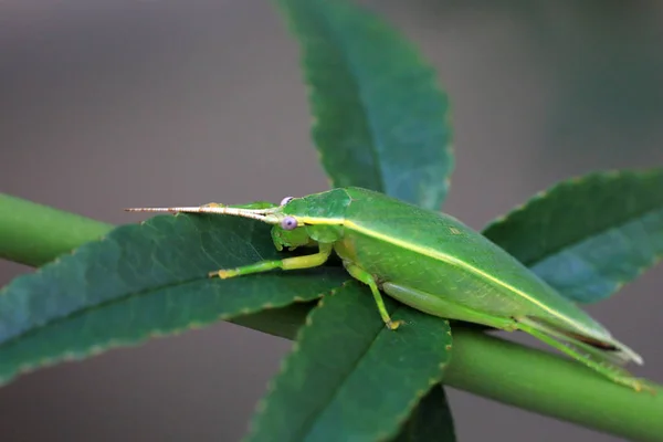 Green Tree Cricket Truljalia Hibinonis Японии — стоковое фото