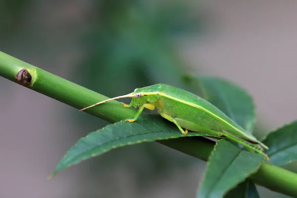 Green Tree Cricket Truljalia Hibinonis Japón — Foto de Stock