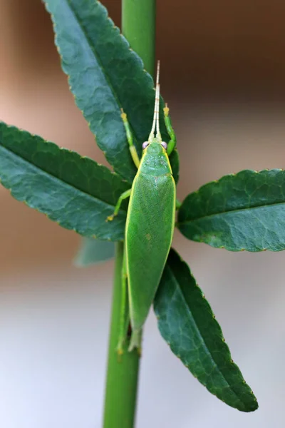 日本的绿树蟋蟀 Truljalia Hibinonis — 图库照片