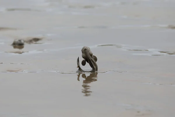 日本におけるブルースポット泥ホッパー Boleeyphus Pectinirostris — ストック写真