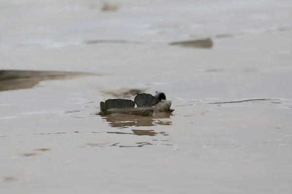 日本におけるブルースポット泥ホッパー Boleeyphus Pectinirostris — ストック写真