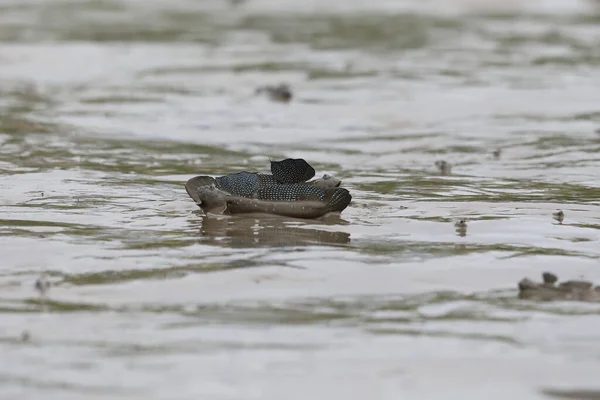 日本におけるブルースポット泥ホッパー Boleeyphus Pectinirostris — ストック写真