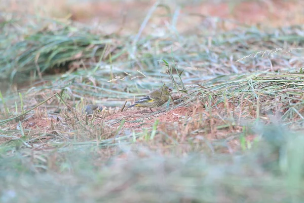 Bonin Green Finch Carduelis Sinica Kittlitzi Ogasawara Island Japan — Stock Photo, Image