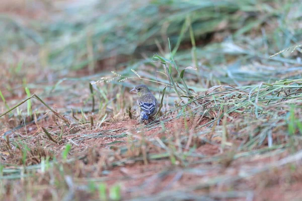 Bonin Green Finch Carduelis Sinica Kittlitzi Ogasawara Island Japan — Stock Photo, Image