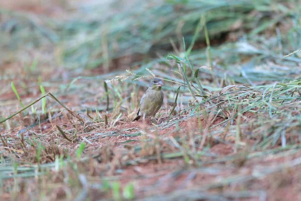 Bonin Green Finch Carduelis Sinica Kittlitzi Isla Ogasawara Japón —  Fotos de Stock