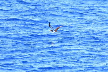 Japonya 'da kahverengi meme (Sula leucogaster)