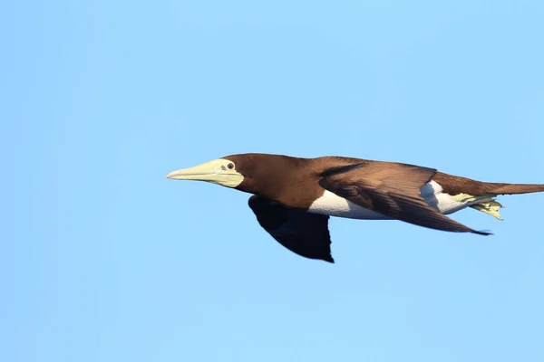 Brown booby (Sula leucogaster) in Japan