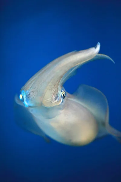 Bigfin Reef Squid Sepioteuthis Lessoniana Japan — Stock Photo, Image