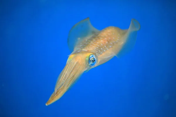 Bigfin Reef Squid Sepioteuthis Lessoniana Στην Ιαπωνία — Φωτογραφία Αρχείου