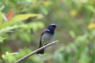 Küçük niltava (Niltava macgrigoriae), Muscicapidae familyasından bir kuş türü..