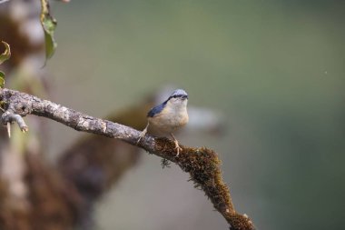 Sitta himalayensis, Sittidae familyasından bir kuş türü. Bu fotoğraf Kuzey Hindistan 'da çekildi..