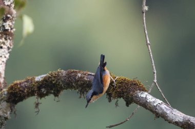 Sitta himalayensis, Sittidae familyasından bir kuş türü. Bu fotoğraf Kuzey Hindistan 'da çekildi..