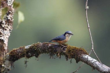 Sitta himalayensis, Sittidae familyasından bir kuş türü. Bu fotoğraf Kuzey Hindistan 'da çekildi..