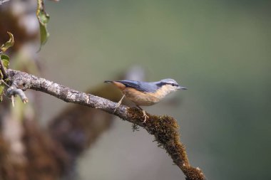 Sitta himalayensis, Sittidae familyasından bir kuş türü. Bu fotoğraf Kuzey Hindistan 'da çekildi..