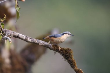 Sitta himalayensis, Sittidae familyasından bir kuş türü. Bu fotoğraf Kuzey Hindistan 'da çekildi..