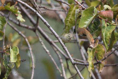 The yellow-browed tit (Sylviparus modestus) is a species of bird in the family Paridae. It is placed in the monotypic genus Sylviparus. This photo was taken in North India.