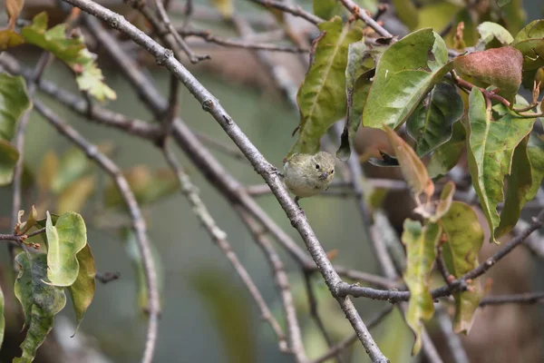 The yellow-browed tit (Sylviparus modestus) is a species of bird in the family Paridae. It is placed in the monotypic genus Sylviparus. This photo was taken in North India.