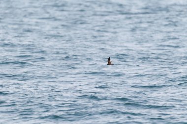 Swinhoe fırtına kuşu (