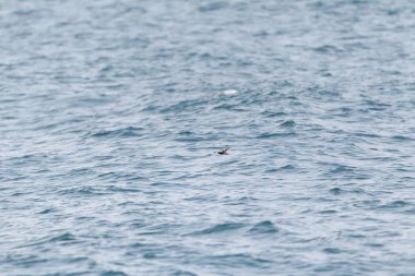 Swinhoe fırtına kuşu (