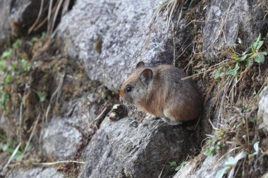 Royle 'un Pika' sı (