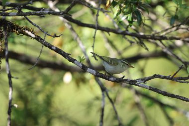 Blyth yaprak bülbülü (Phylloscopus reguloides), yaprak bülbülü (Phylloscopidae) familyasından bir kuş türü. Bu fotoğraf Kuzey Hindistan 'da çekildi..